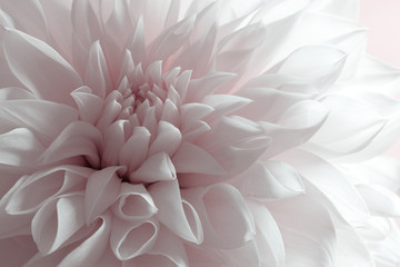 Background of white dahlia petals