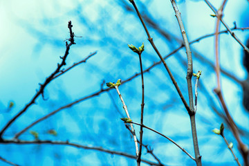 kidneys, screen, branch, april, spring