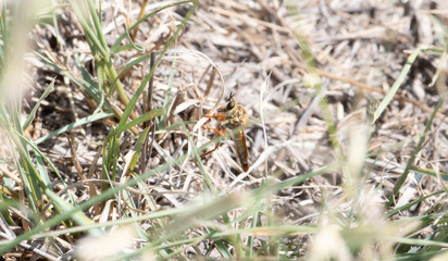 An Orange and Brown Large Robber Fly Tribe Stenopogonini (Member of Family Asilidae) Perched on Vegetation Waiting for Prey in Eastern Colorado.