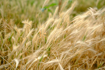 Windblown thistle in soft light