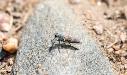 Three-banded Robber Fly (Stichopogon trifasciatus) Perched on a Rock Waiting for Prey in Northern Colorado