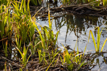 Thickets of grass and water in a swamp
