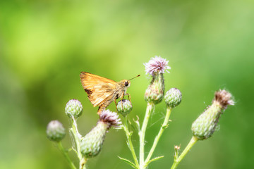 A Butterfly, A Member of the Skipper Family (Hesperiidae) Perched on Dried Thistle with a Beautiful...