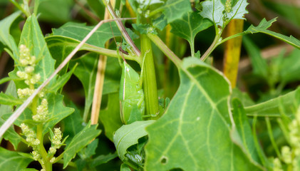 A Bright Green Sword-bearing Conehead (Neoconocephalus ensiger) Trying to Remain Invisible Perched on Vegetation in Eastern Colorado