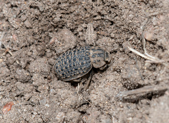 Hide Beetle (Omorgus) Camouflaged in Dirt in Eastern Colorado