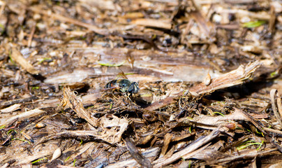 A Syrphid Hoover Fly Perched on the Ground in Dense Decaying Matter in Northern Colorado