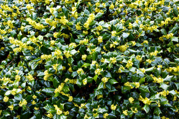 Obraz premium Spring Flowering Shrub