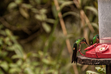 Bird drinking in a trough in a forest