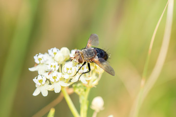 A Tachynid Fly Genus Archytas, Member of Tachinine Flies in the Tribe Tachinini Perched on a Flower in Eastern Colorado.