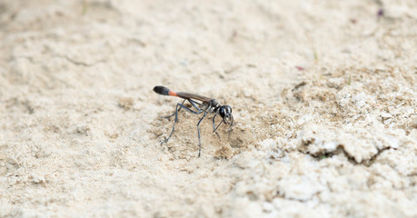 Thread-waisted Wasp (Ammophila) Excavating a Nest on a Sandy Beach in Northern Colorado