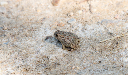 A Speckled Red and Black Woodhouses's Toad (Anaxyrus woodhousii) Perched on the Sandy Ground at the Edge of a Marsh in Northern Colorado