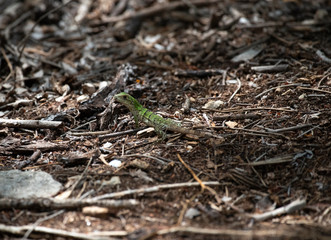 Juvenile Black Spiny Tailed Iguana
