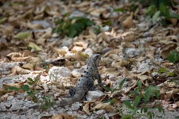Black Spiny Tailed Iguana Eating a Grasshopper