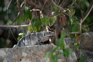 Black Spiny Tailed Iguana