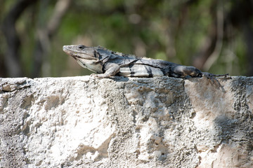 Black Spiny Tailed Iguana