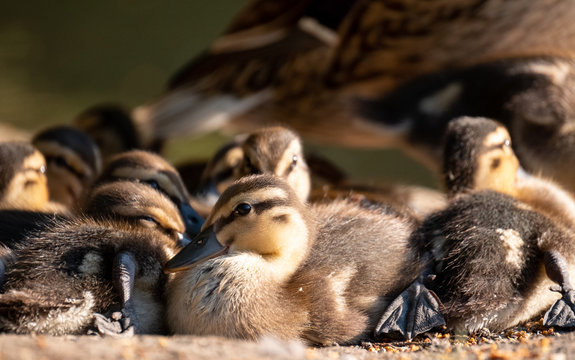 Duck and ducklings at the duck pond at Pinner Memorial Park, Pinner, Middlesex, north west London UK, photographed on a sunny spring day. 