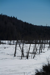 Rivière printanière en forêt canadienne, au Québec