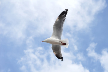 flying seagull bird