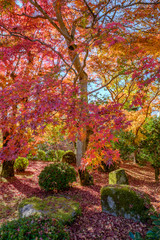 Naklejka premium Autumn Leaves in a Mountain in Kyoto, Japan
