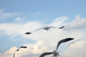 flying seagull bird