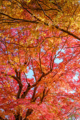 Autumn Leaves in a Mountain in Kyoto, Japan