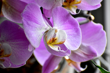 Fototapeta na wymiar Farbenfrohe Orchidee ist mehr als nur reine Dekoration