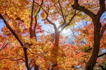 Autumn Leaves in a Mountain in Kyoto, Japan