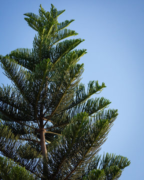 Pine tree against the blue sky as a backdrop
