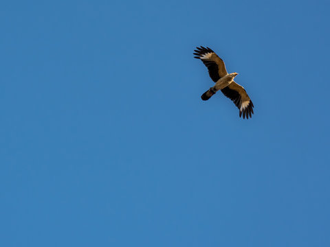Bird flying against blue sky 1