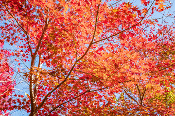 Autumn Leaves in a Mountain in Kyoto, Japan