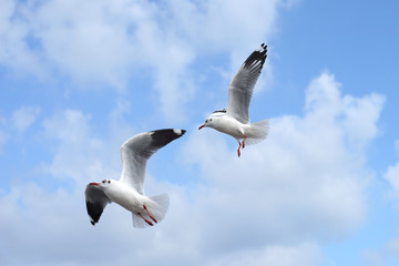 flying seagull bird