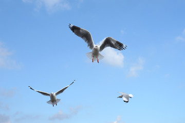 flying seagull bird