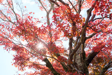 Autumn Leaves in a Mountain in Kyoto, Japan