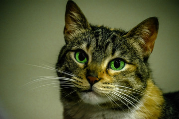 Domestic cat with big green-eyed 