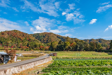 Fototapeta na wymiar Autumn Leaves in a Mountain in Kyoto, Japan