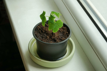 A young seedling potted in peat soil growing on a windowsill. The green leaves on a plant small...