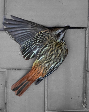 Dead bird on the ground 1