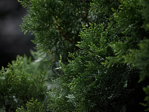Pinetree leaves texture detail 