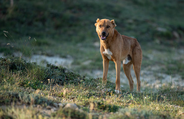 Naklejka premium sheepdog