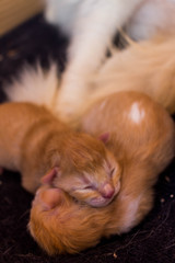 kittens