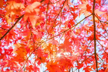 Autumn Leaves in a Mountain in Kyoto, Japan