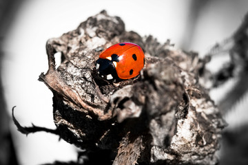 A lonely colorful ladybug in a black and white world