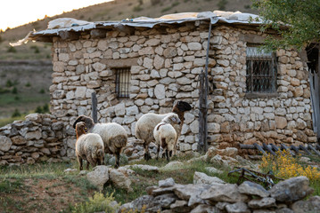 sheeps and old house