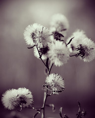 willow branch in spring