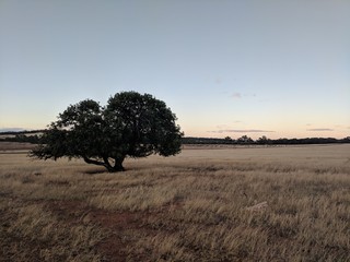 Fototapeta na wymiar lone tree in empty field
