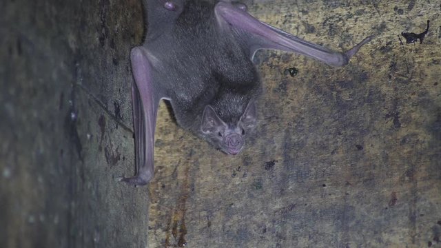 A Brazilian bat, Common Vampire Bat (Desmodus rotundus) in the old basement.