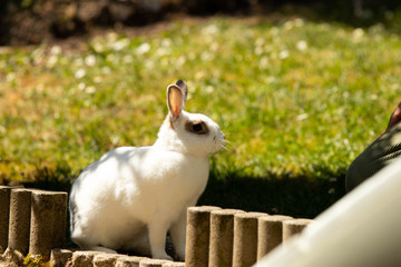 rabbit white brown waiting curious
