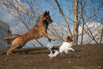 Synchronous dogs large and small, Tervuren and Papillon