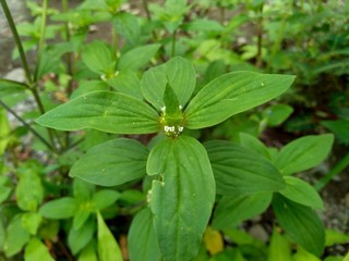 Close up green spermacoce assurgens (Borreria assurgens, Spermacoce remota, Spermacoce suffrutescens) with natural background.