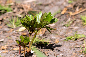 Peonies (Paeonia lactiflora)  sprout.